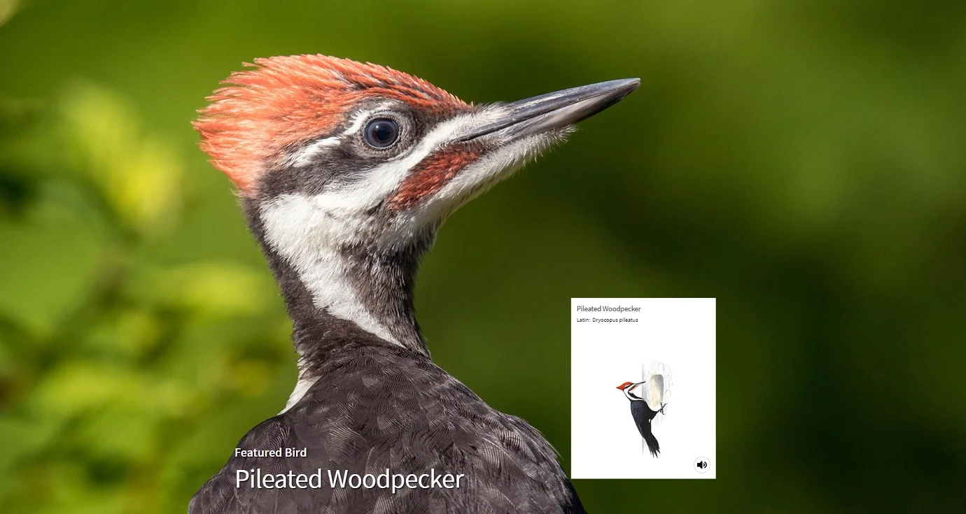 Audubon’s Guide to North American Birds